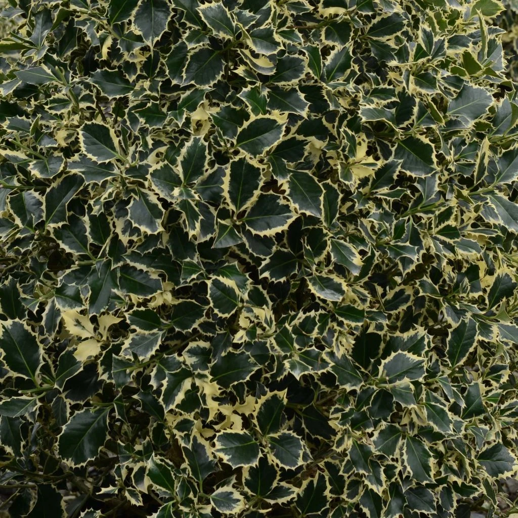 Houx Panaché - Ilex Aquifolium Argenteomarginata