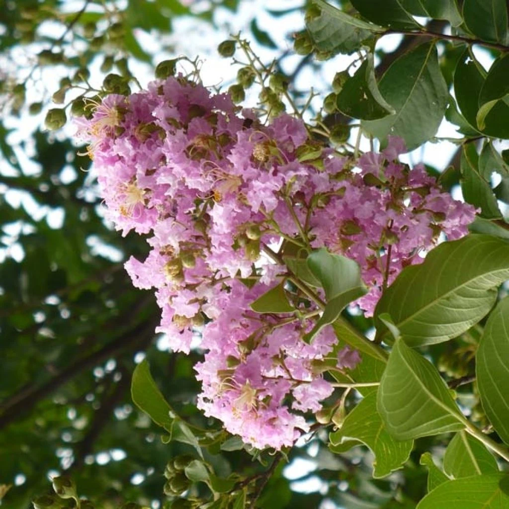 Lagerstroemia Indica Mauve - Lilas Des Indes