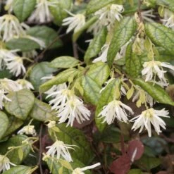 Loropetalum Chinense - Loropétale De Chine