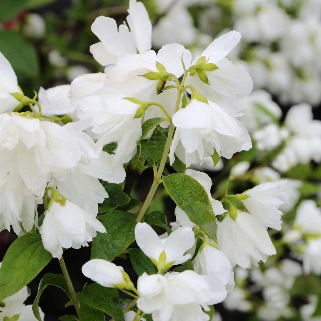 Philadelphus Little White Love - Seringat Nain.