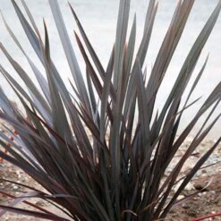 Phormium Dark Delight - Lin De Nouvelle-Zélande