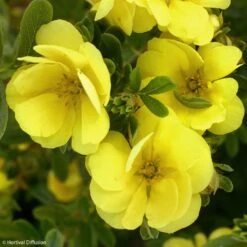Potentille Arbustive - Potentilla Fruticosa Double Punch Gold