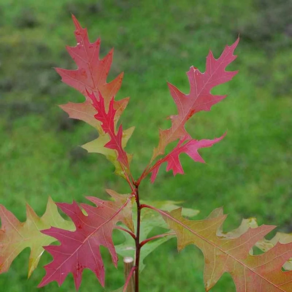 Quercus Texana New Madrid - ChĂȘne Rouge Du Texas