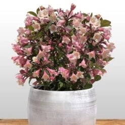 Weigela Florida Vintage Love
